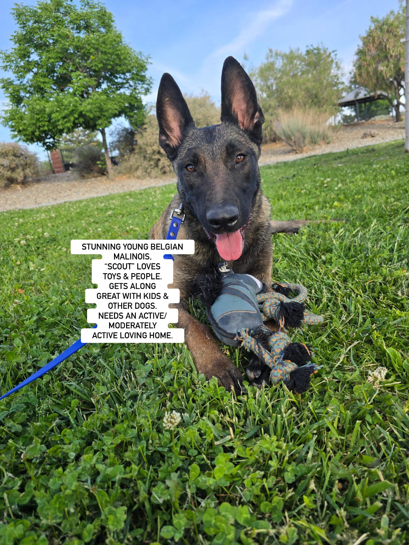 SCOUT, Adopted, Young Male Belgian Shepherd / Malinois.