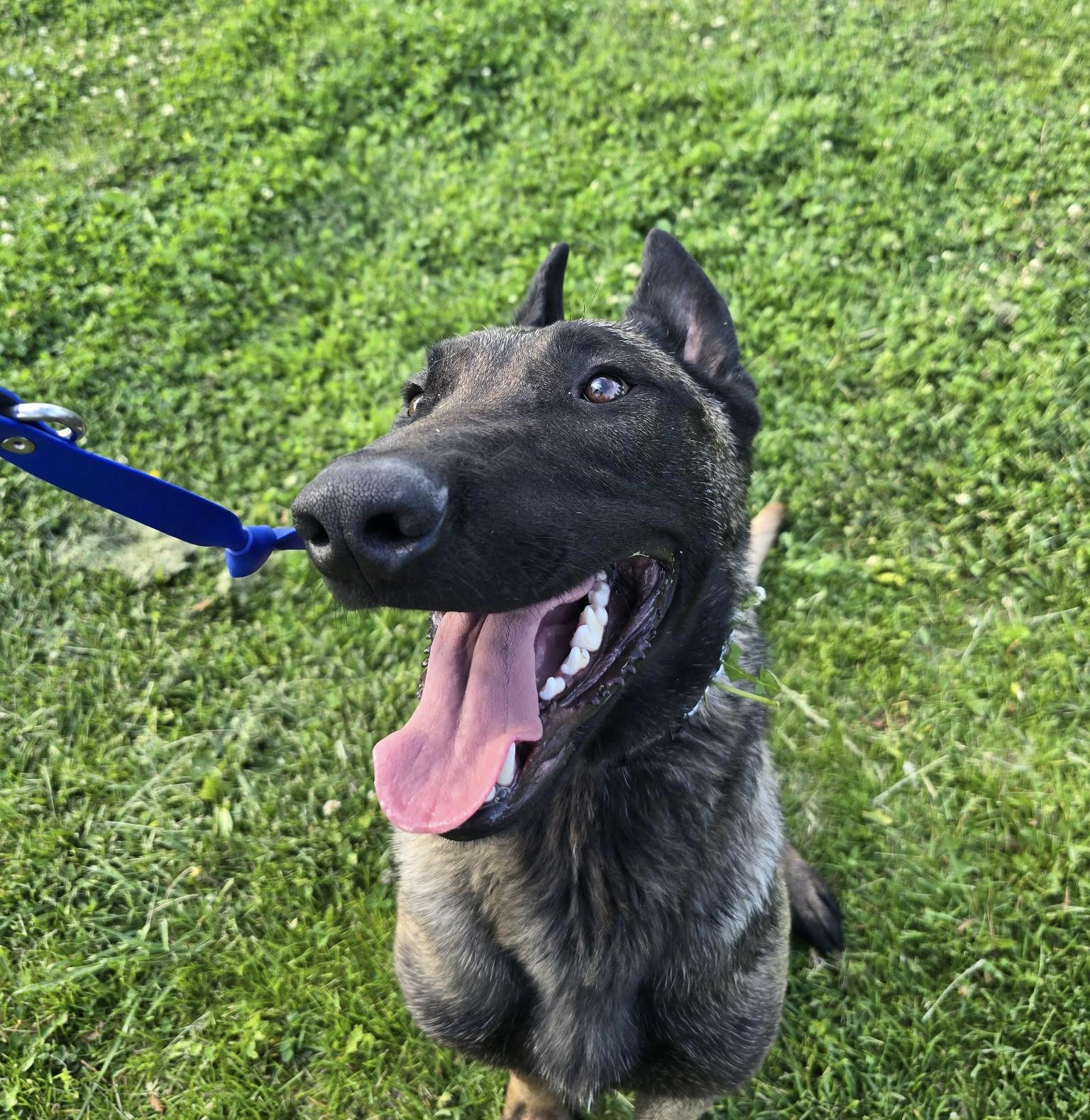 Enlarge SCOUT, a Adopted Belgian Shepherd / Malinois in Rockdale, TX image 2/2