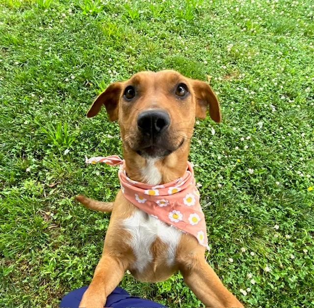 Buttercup, ADOPTABLE, Adult Female Shepherd.