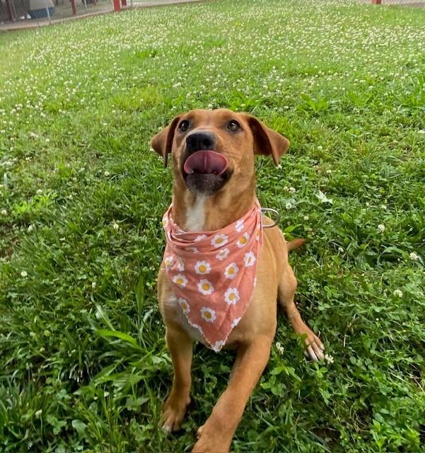 Enlarge Buttercup, a ADOPTABLE mixed breed in Fayetteville, AR image 5/6