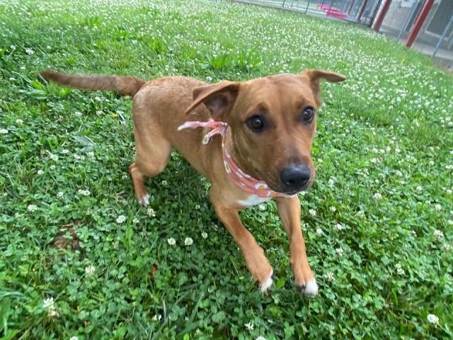 Enlarge Buttercup, a ADOPTABLE mixed breed in Fayetteville, AR image 2/6