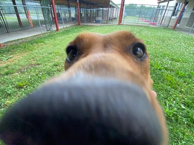 Enlarge Buttercup, a ADOPTABLE mixed breed in Fayetteville, AR image 6/6