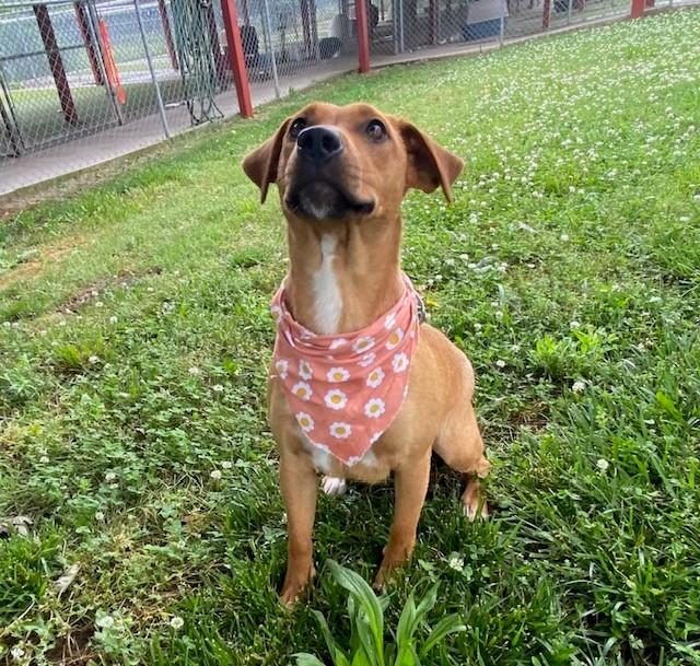 Enlarge Buttercup, a ADOPTABLE mixed breed in Fayetteville, AR image 4/6