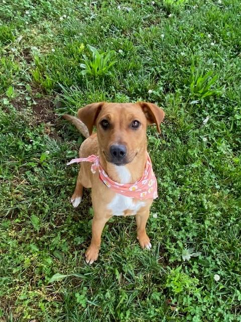Enlarge Buttercup, a ADOPTABLE mixed breed in Fayetteville, AR image 3/6