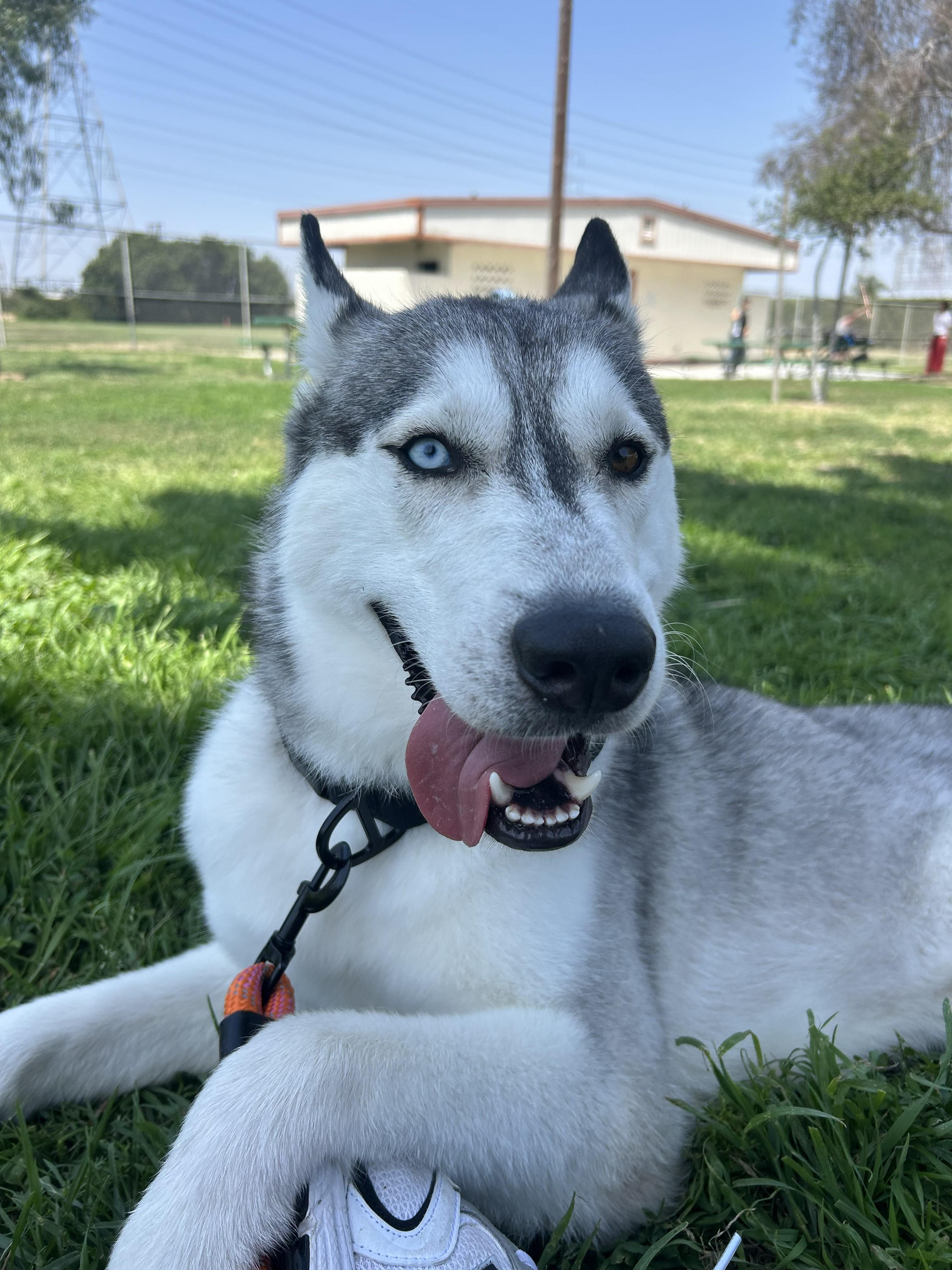 Aspen, a Adoptable Husky in Stateline, NV image 5/6