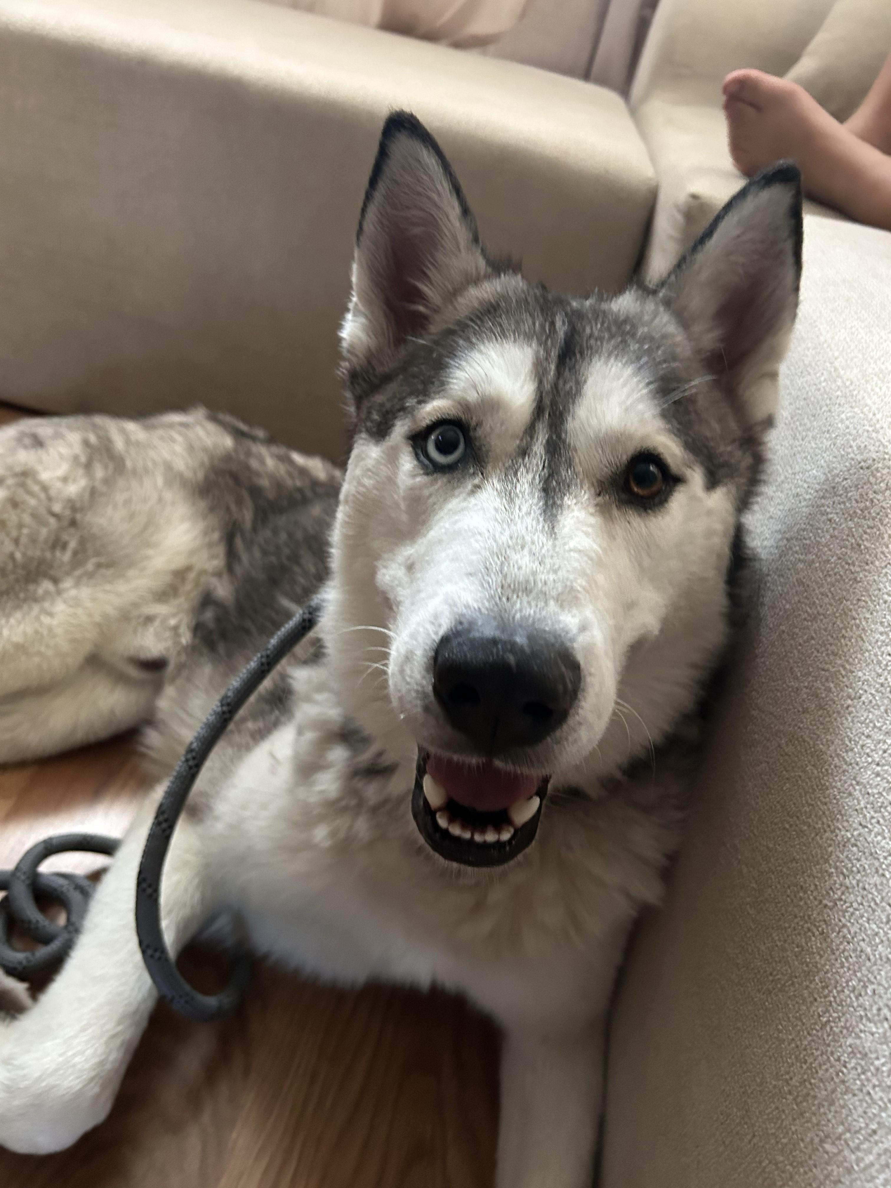 Aspen, a Adoptable Husky in Stateline, NV image 2/6