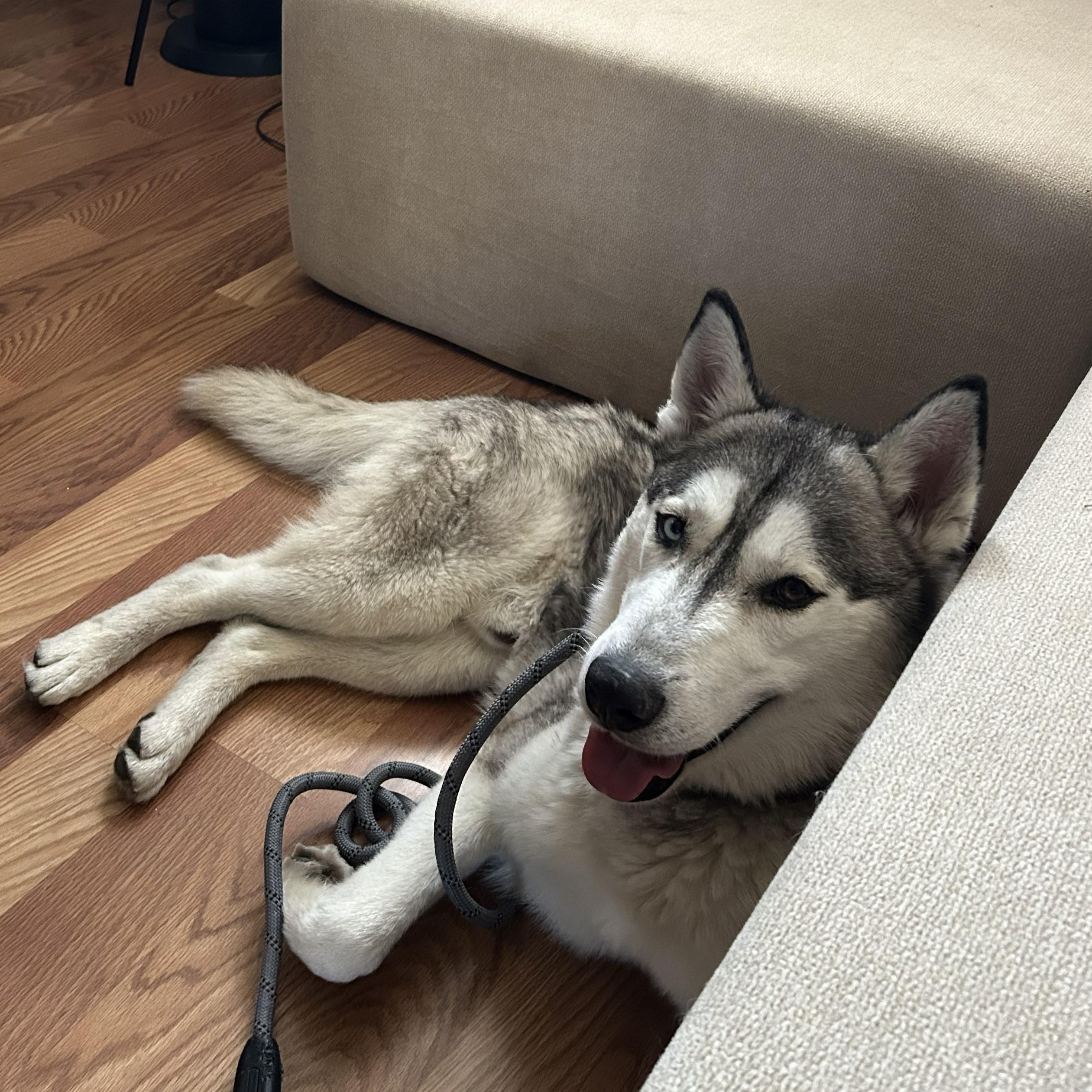 Aspen, a Adoptable Husky in Stateline, NV image 3/6