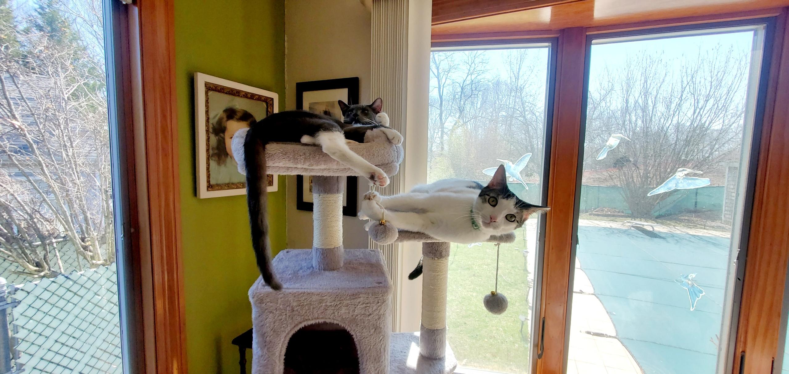 Enlarge Boots & Devon - Bonded Pair, a Adoptable mixed breed in Johnston , RI image 4/6