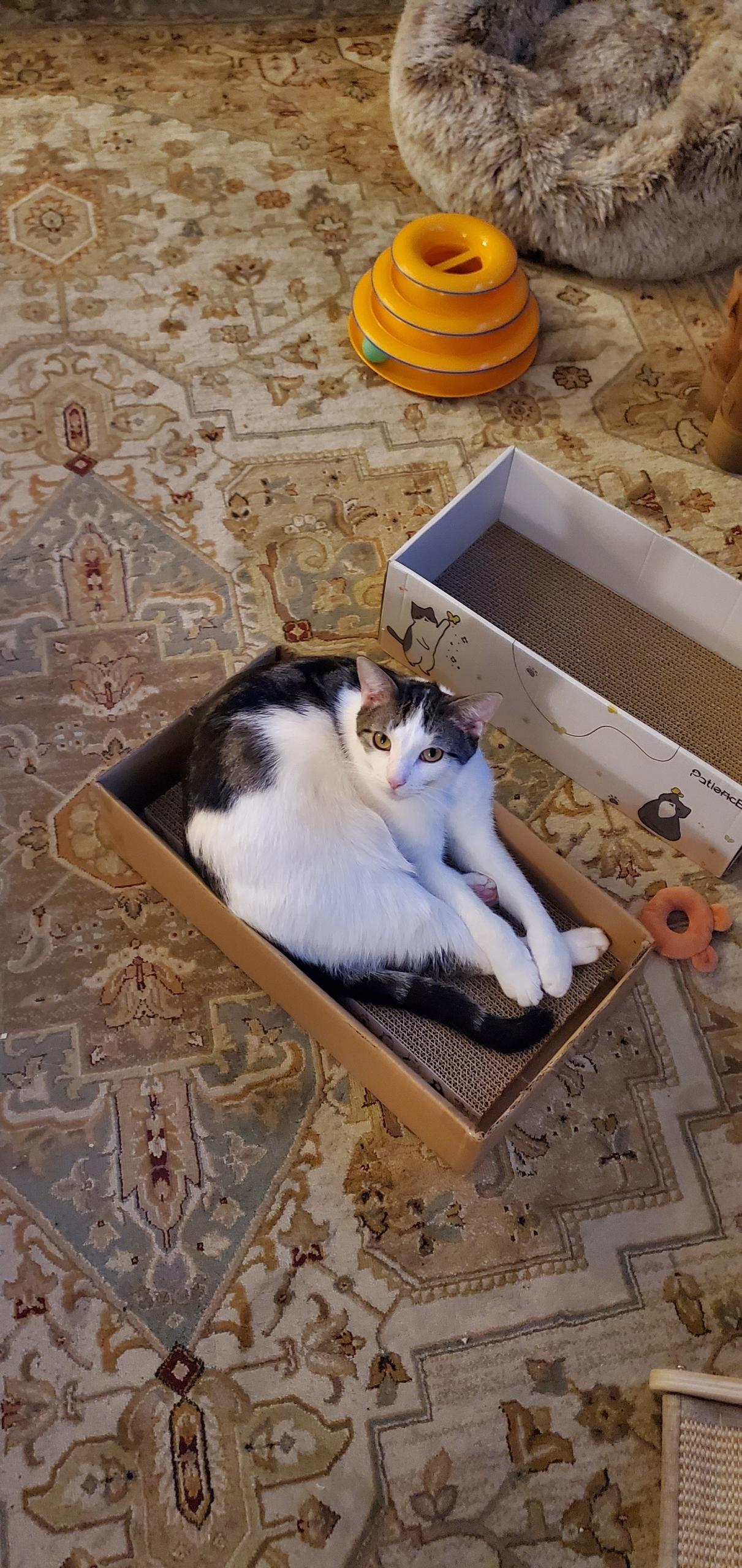 Boots & Devon - Bonded Pair