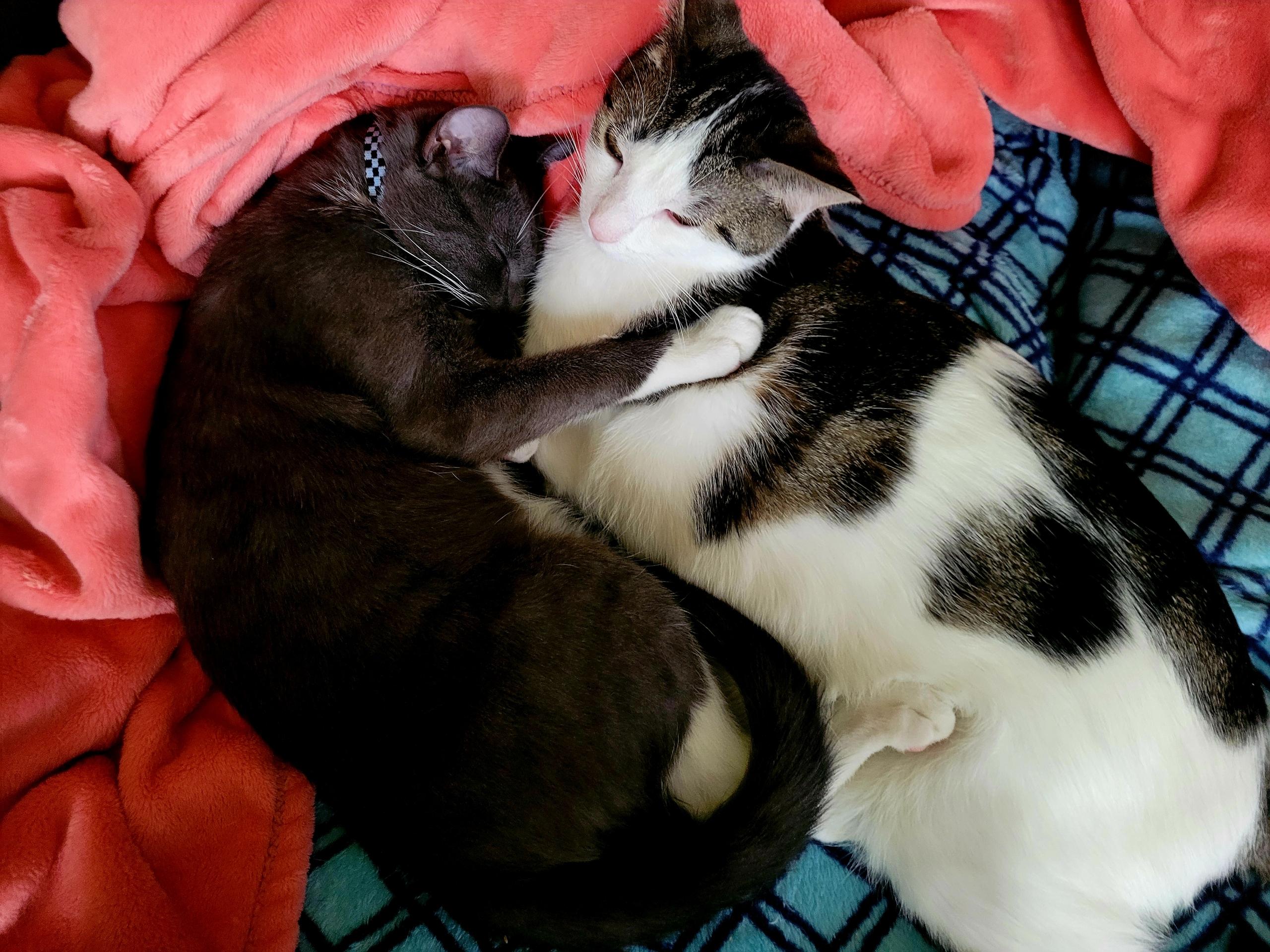 Enlarge Boots & Devon - Bonded Pair, a Adoptable mixed breed in Johnston , RI image 3/6