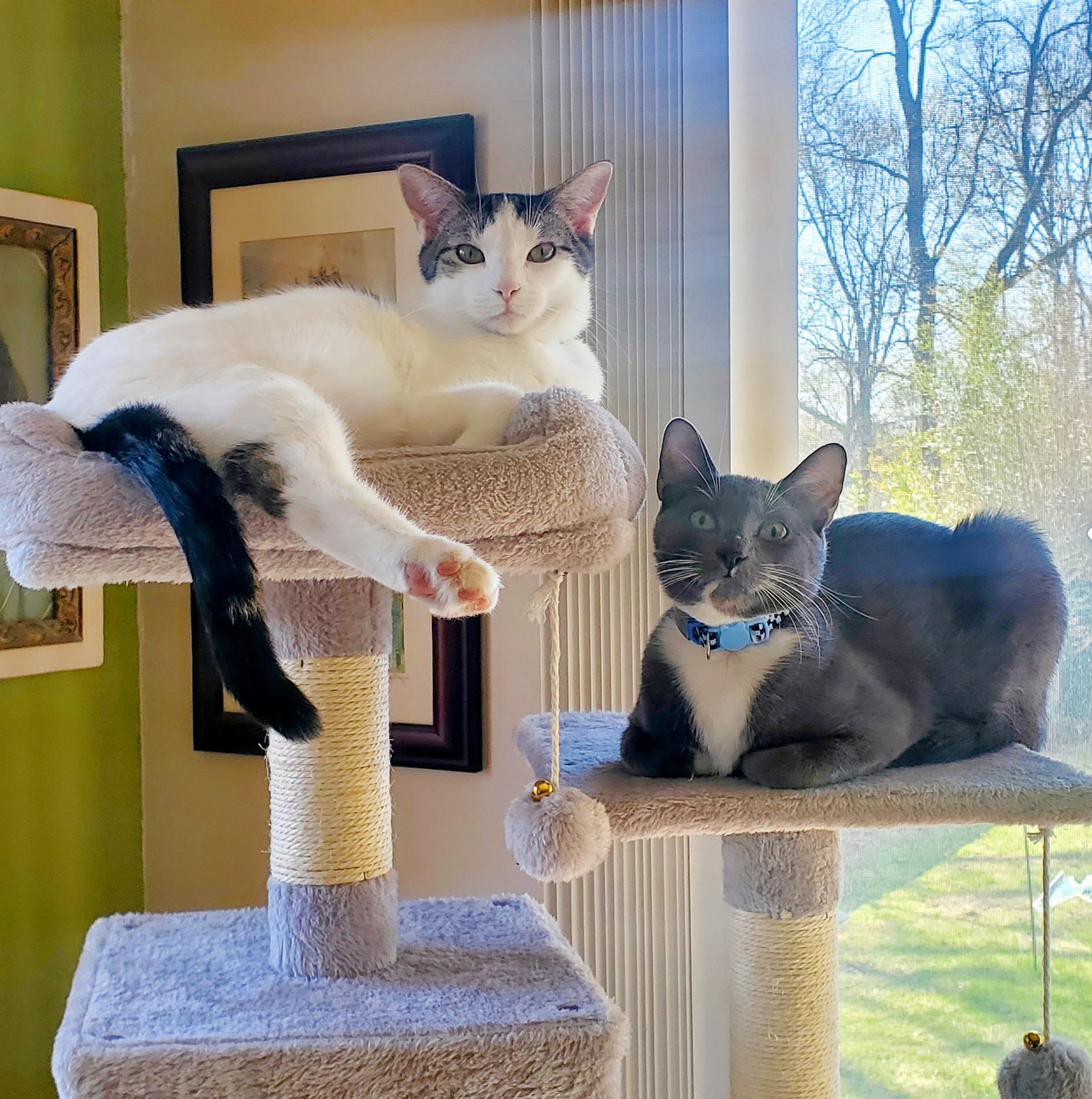 Boots & Devon - Bonded Pair, Adoptable, Young Male Domestic Short Hair & Russian Blue.