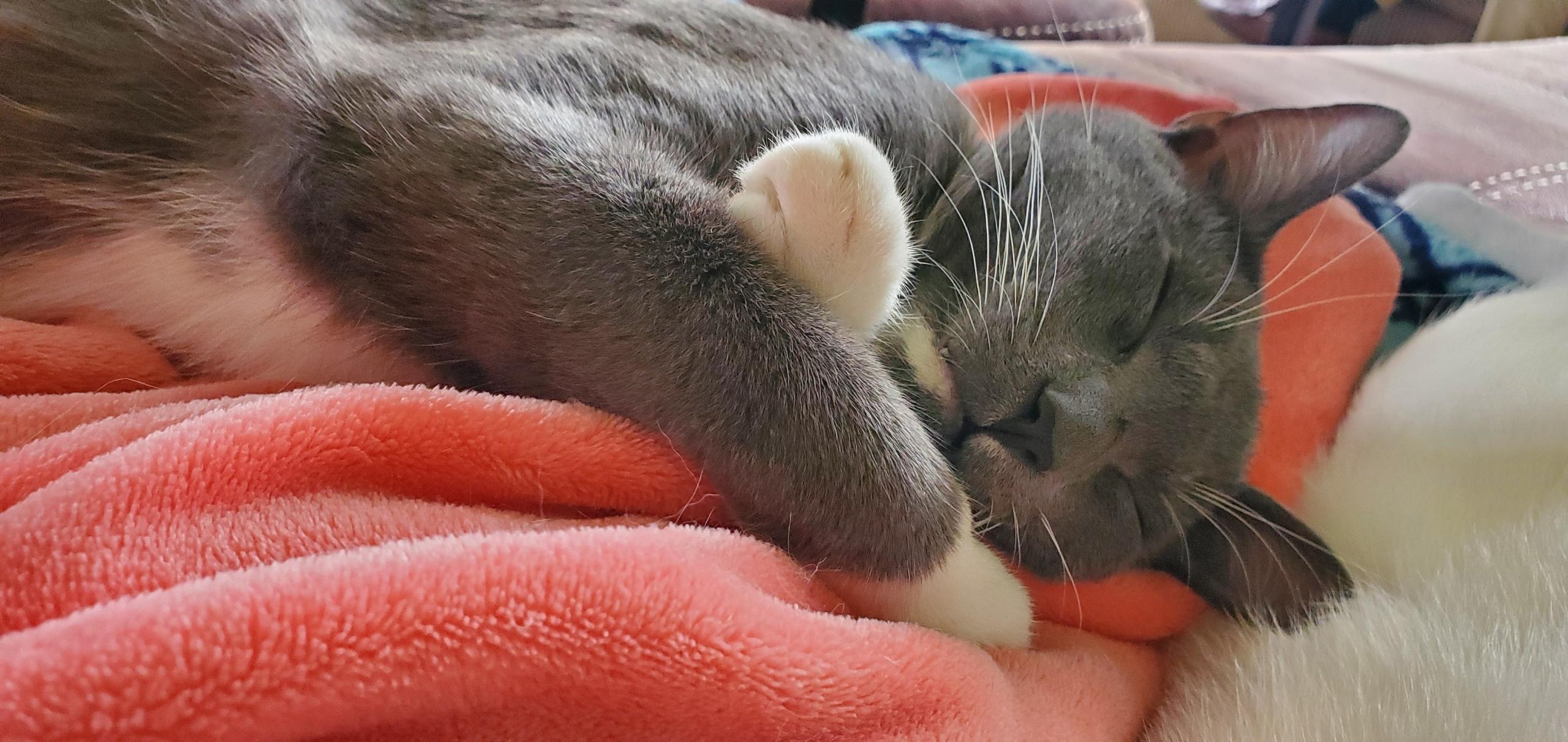 Boots & Devon - Bonded Pair