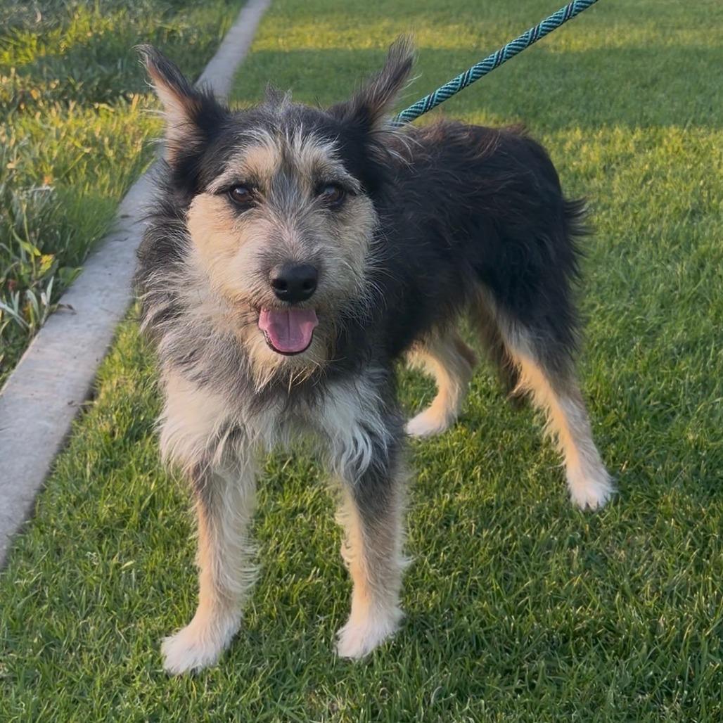 Rufus - City of Industry Location, Adoptable, Young Male Terrier.