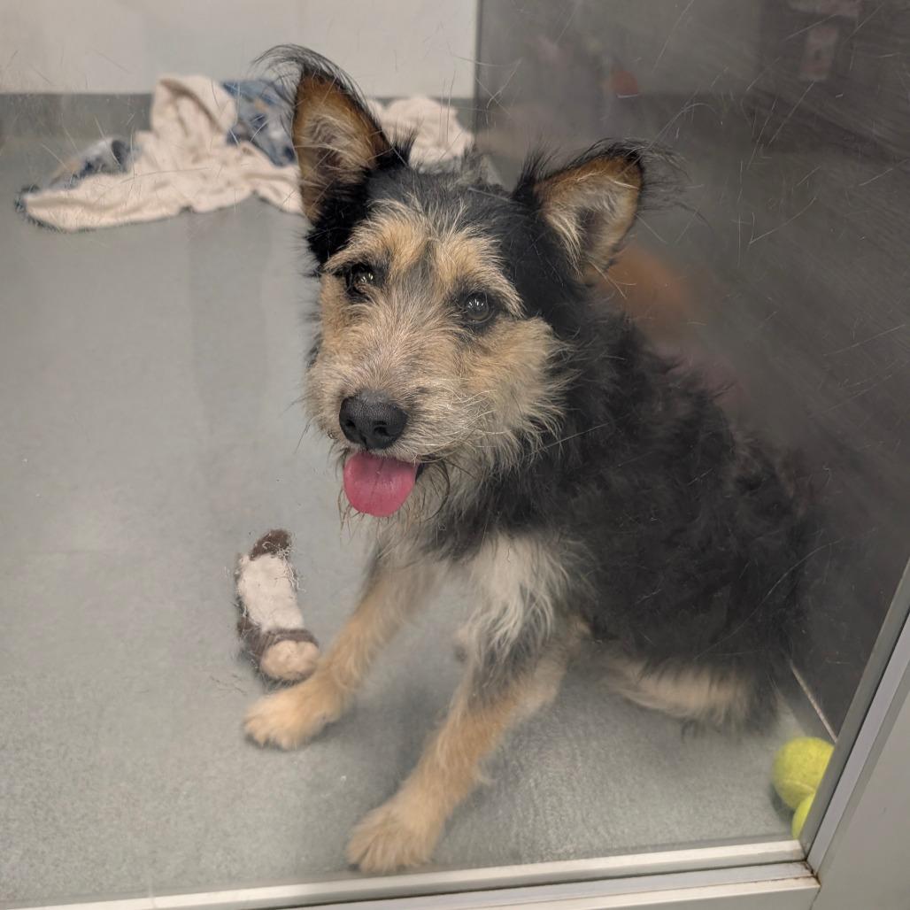 Enlarge Rufus - City of Industry Location, a Adoptable mixed breed in Chino Hills, CA image 2/6