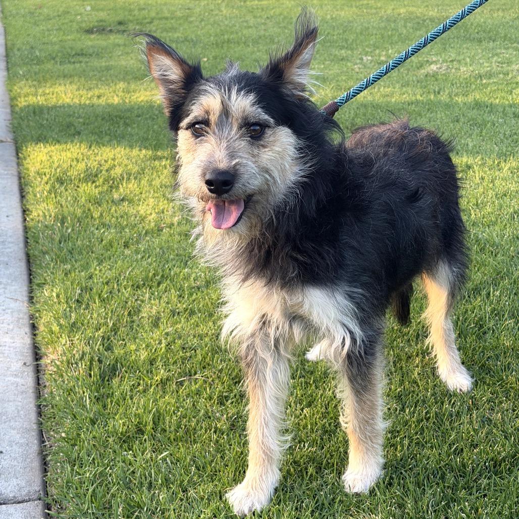 Enlarge Rufus - City of Industry Location, a Adoptable mixed breed in Chino Hills, CA image 3/6