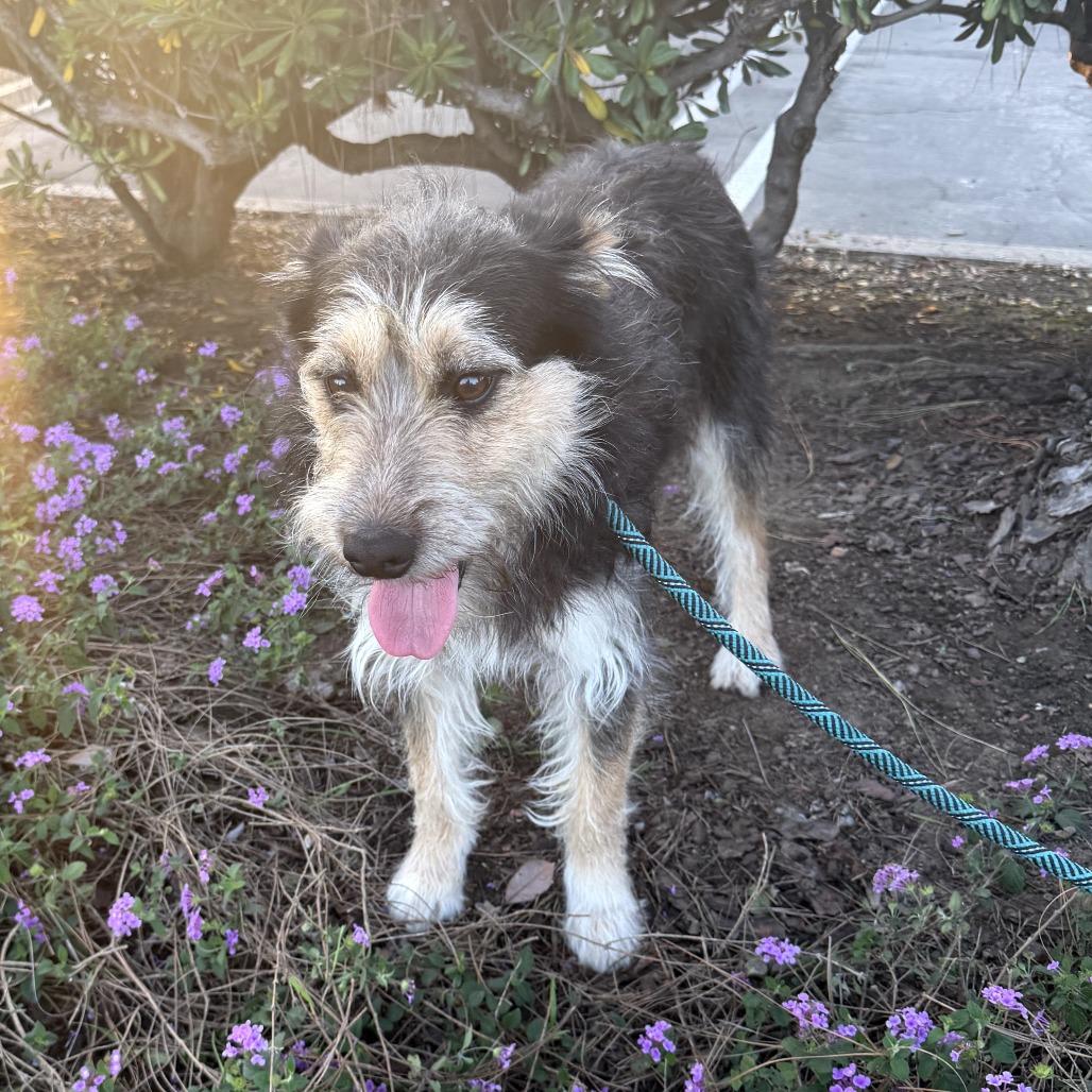 Enlarge Rufus - City of Industry Location, a Adoptable mixed breed in Chino Hills, CA image 4/6