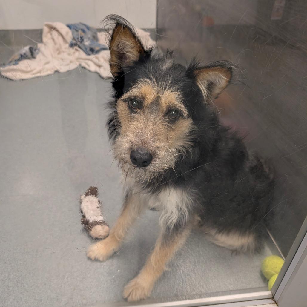 Enlarge Rufus - City of Industry Location, a Adoptable mixed breed in Chino Hills, CA image 5/6