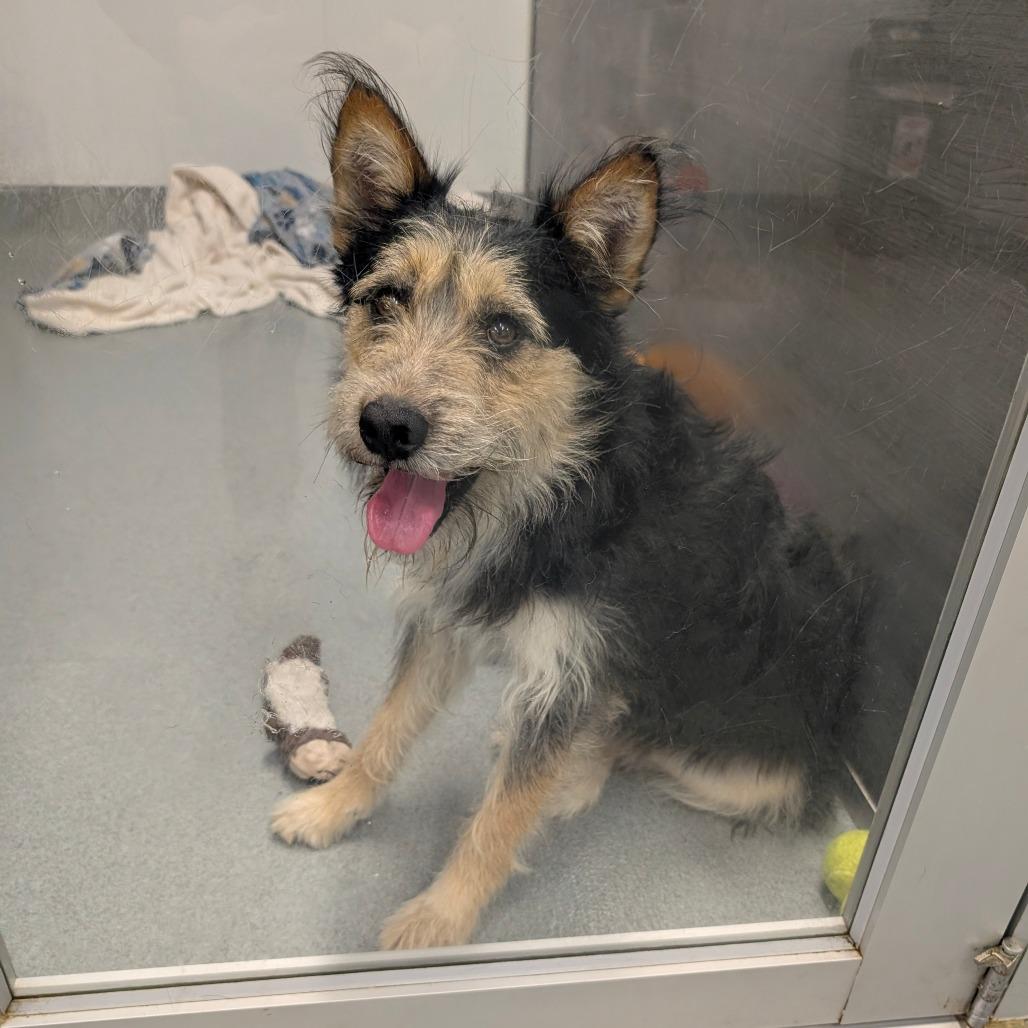 Enlarge Rufus - City of Industry Location, a Adoptable mixed breed in Chino Hills, CA image 6/6