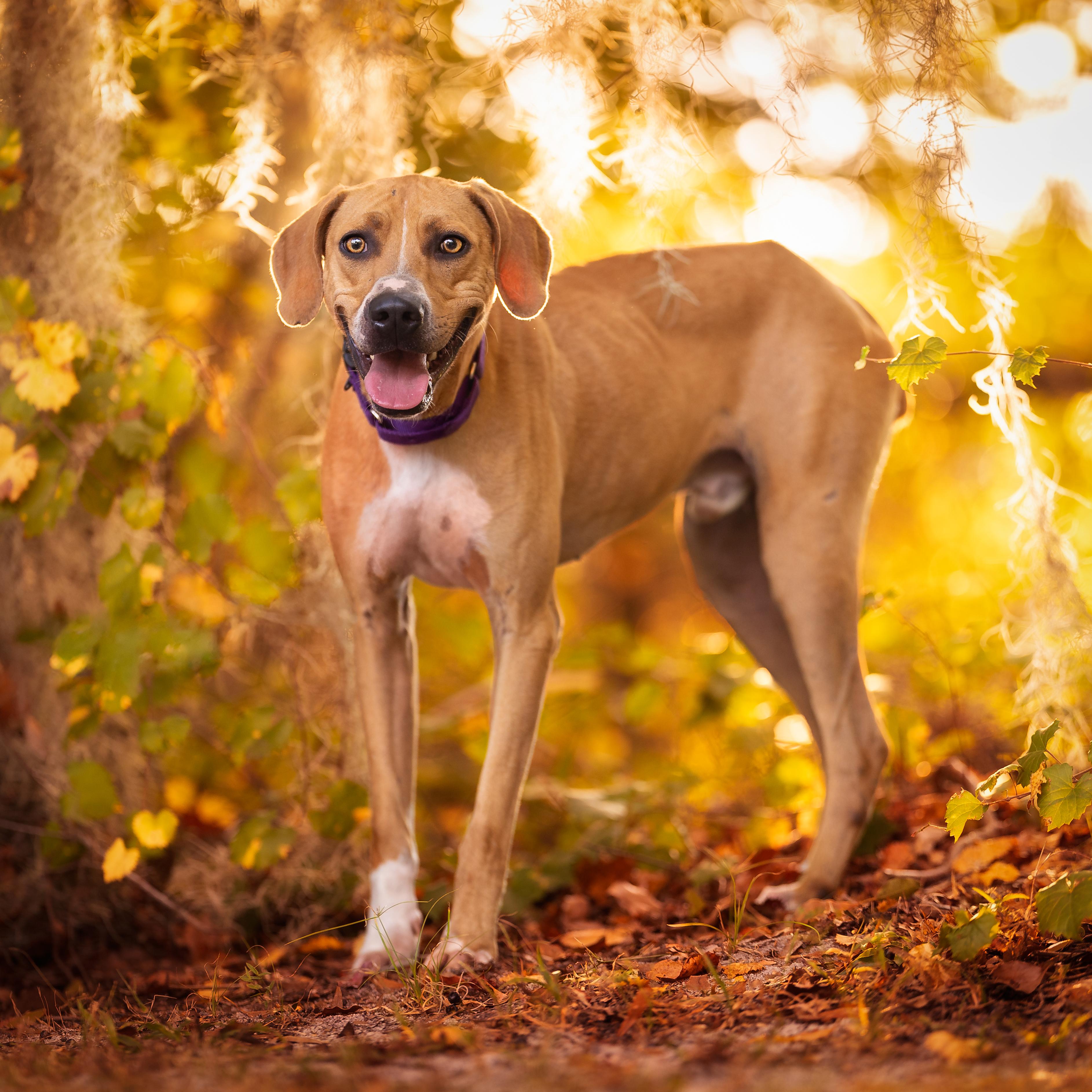 Buddy *In Training*, Adoptable, Adult Male Hound.