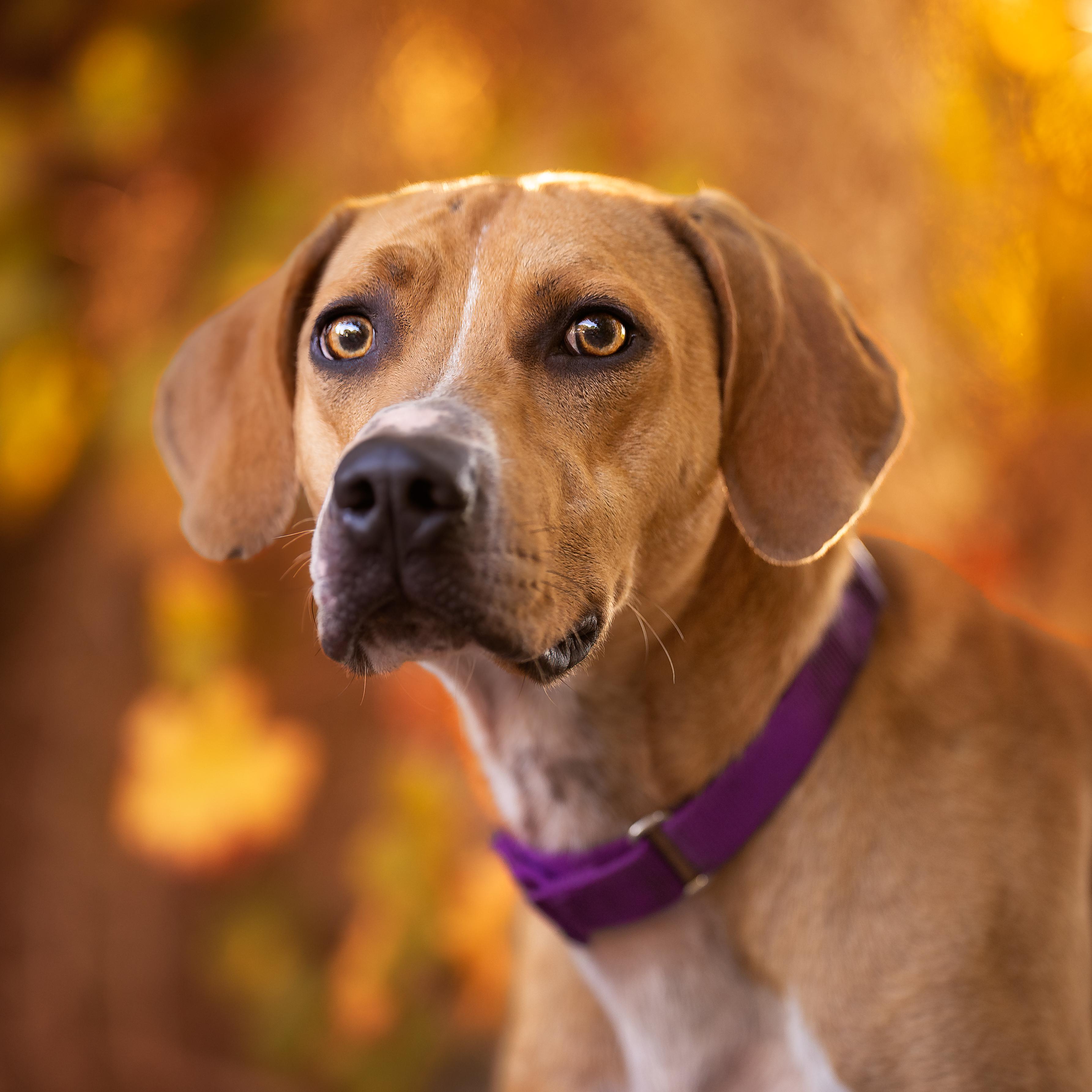 Buddy *In Training*, a Adoptable mixed breed in Umatilla, FL image 2/2