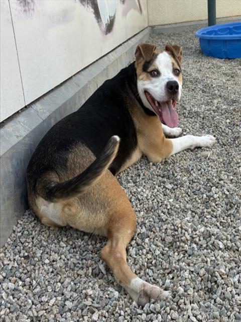 YOSHI, Adoptable, Young Male Pit Bull Terrier & Mixed Breed.