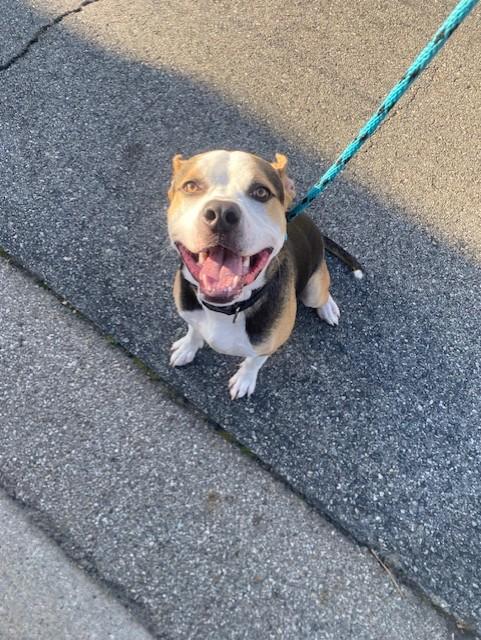 Enlarge YOSHI, a Adoptable mixed breed in Rancho Cucamonga, CA image 1/1