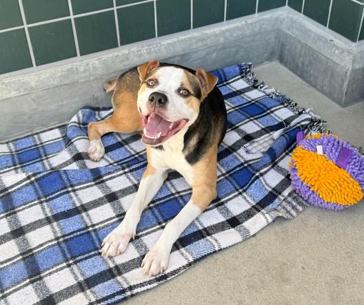 Enlarge YOSHI, a Adoptable mixed breed in Rancho Cucamonga, CA image 1/1