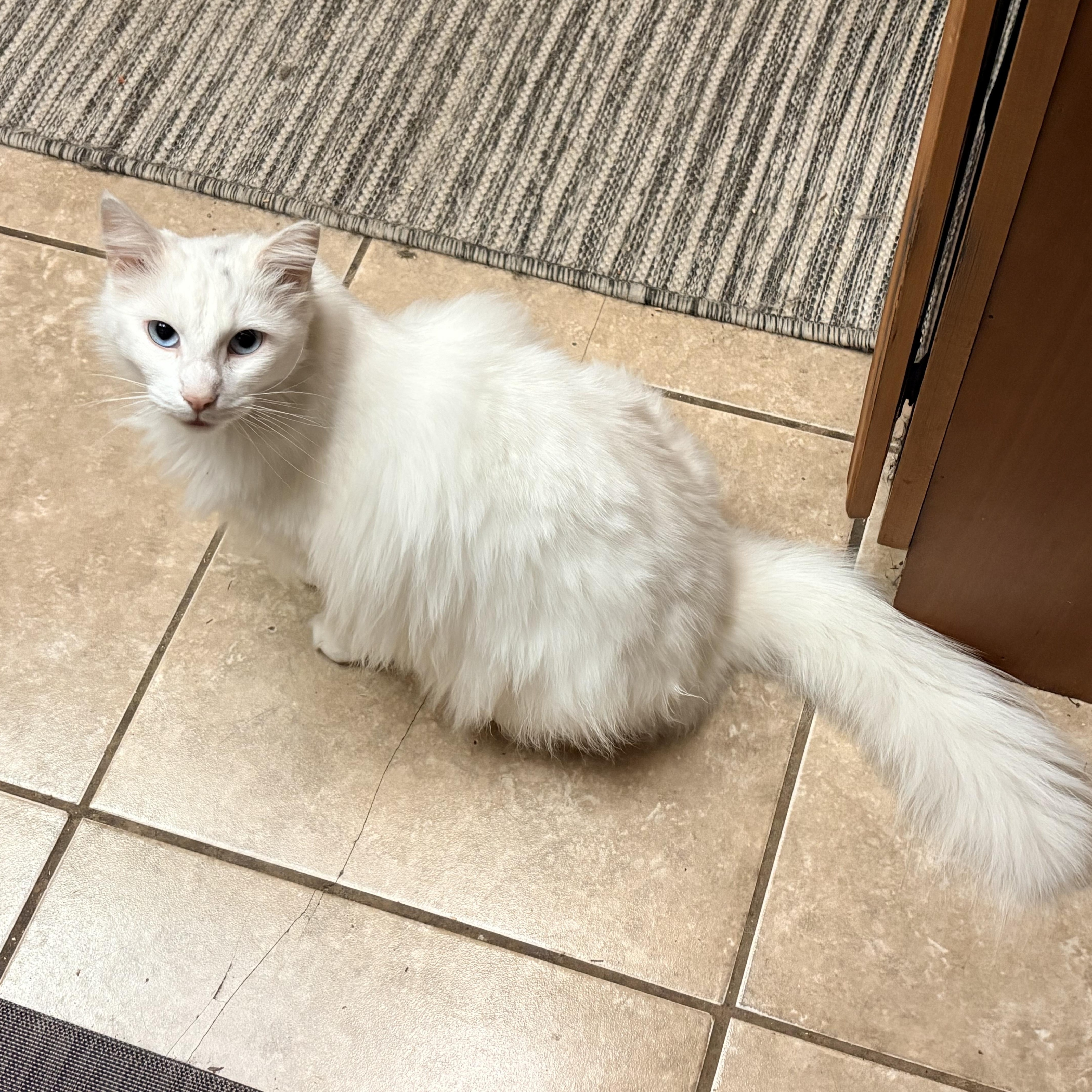 Nube, a ADOPTABLE Domestic Long Hair in Hayward, CA image 3/5