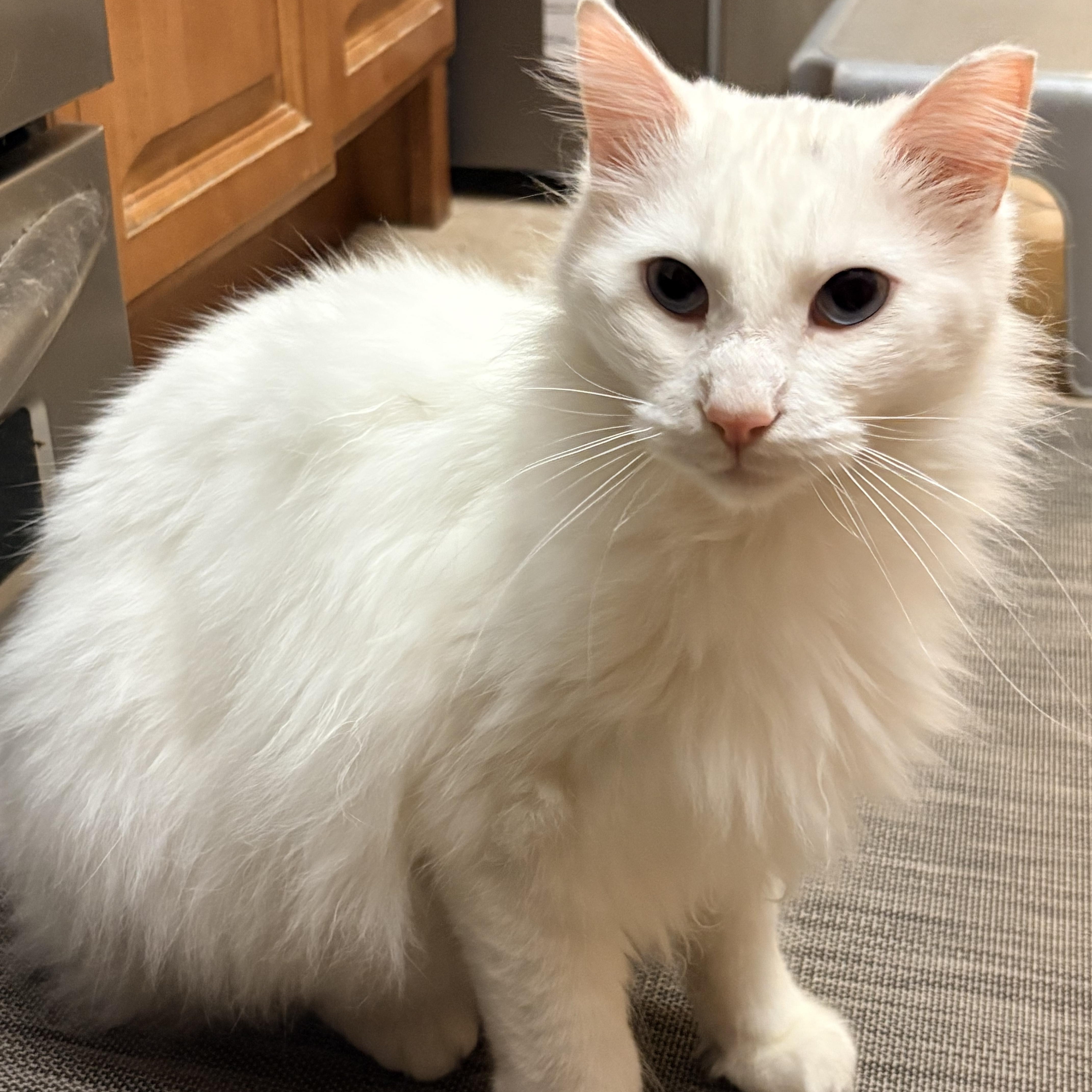 Nube, a ADOPTABLE Domestic Long Hair in Hayward, CA image 2/5