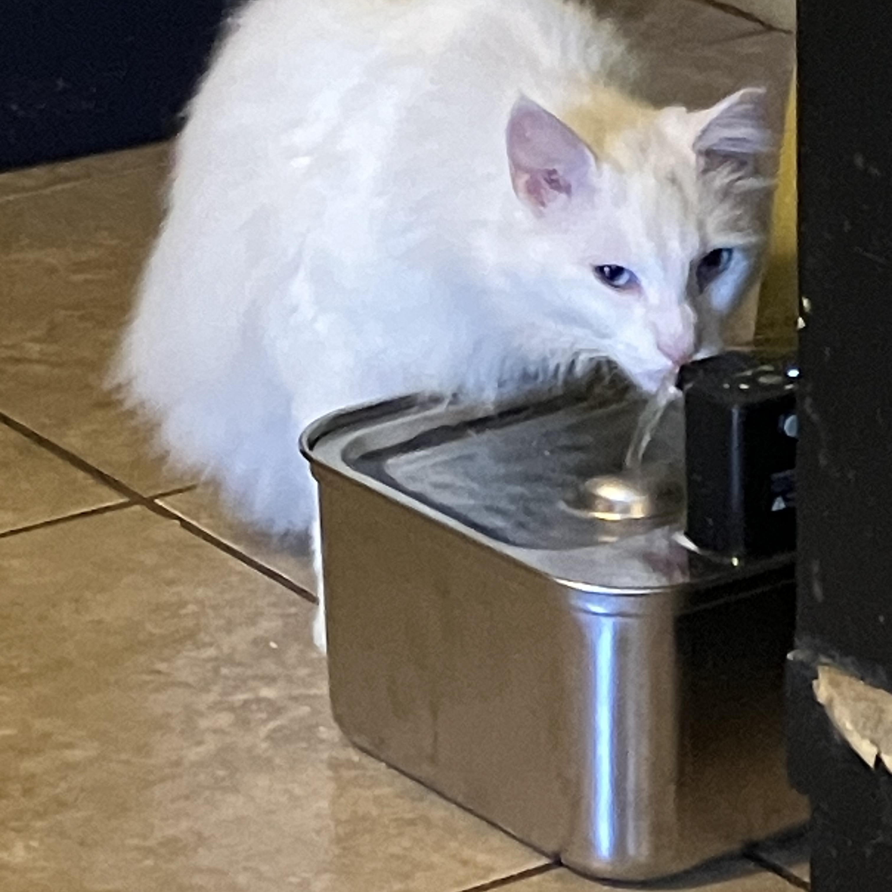 Nube, ADOPTABLE, Young Female Domestic Long Hair.