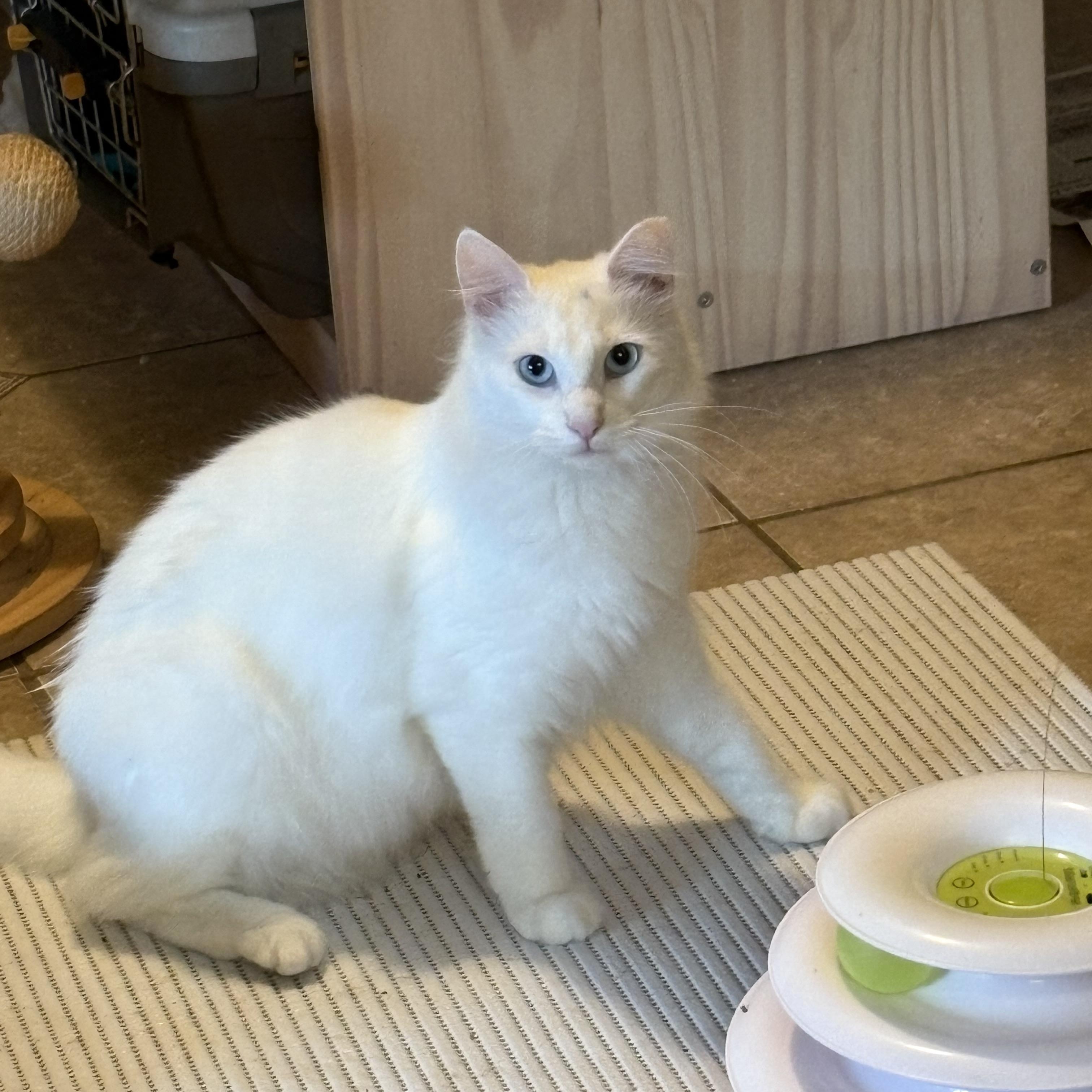 Nube, a ADOPTABLE Domestic Long Hair in Hayward, CA image 4/5