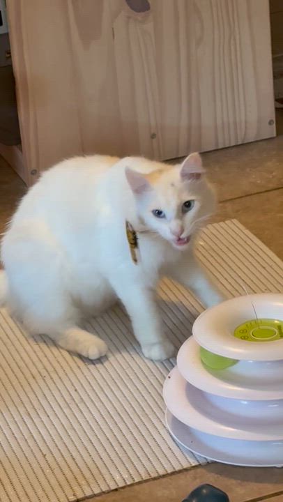 Enlarge Nube, a ADOPTABLE Domestic Long Hair in Hayward, CA video 5/5