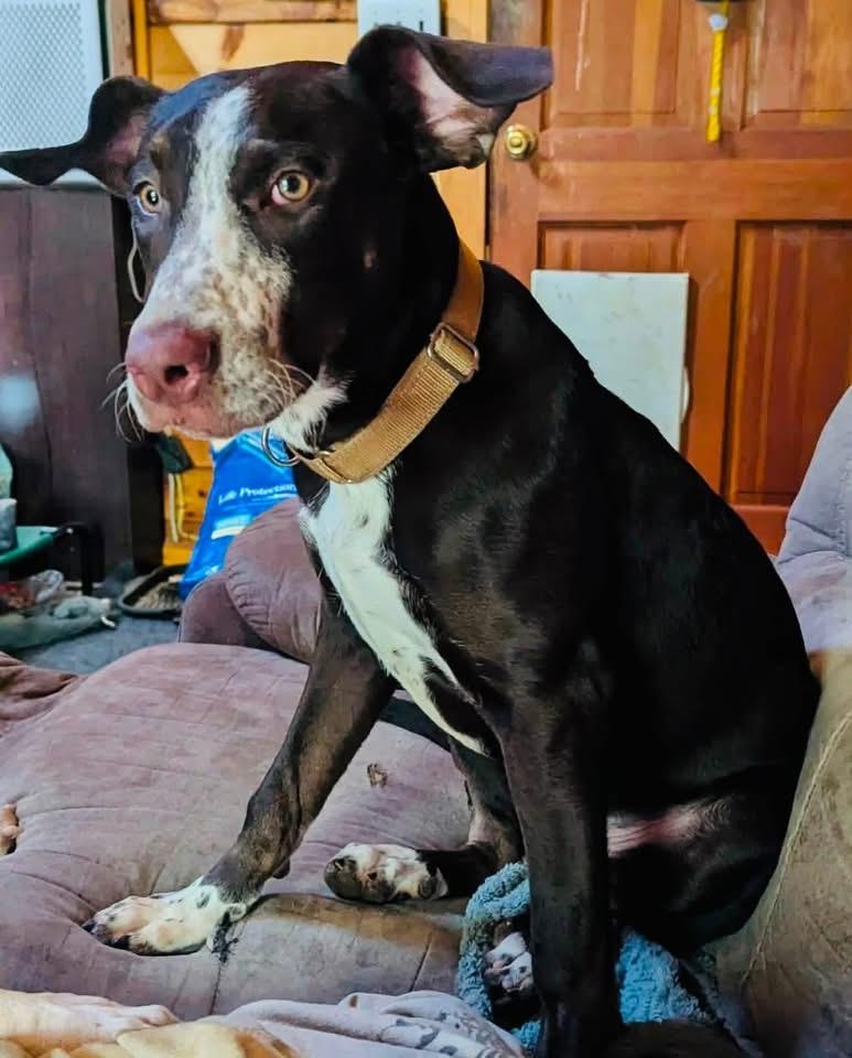 Enlarge Oreo, a ADOPTABLE mixed breed in Brooks, ME image 2/2