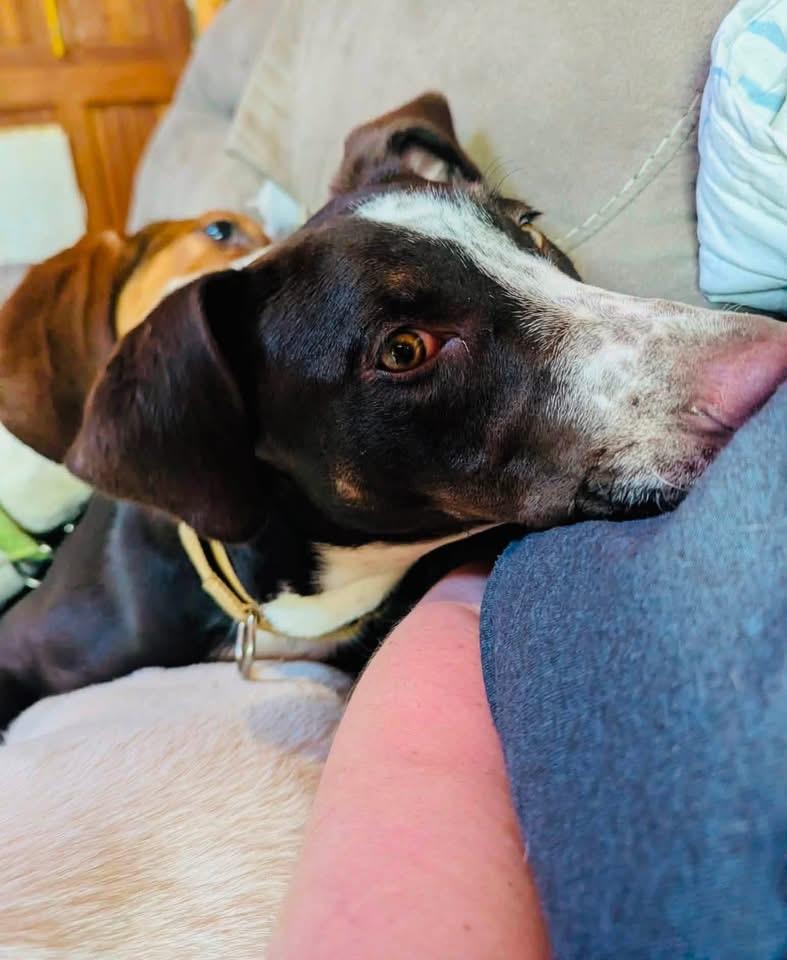 Enlarge Oreo, a ADOPTABLE mixed breed in Brooks, ME image 1/2