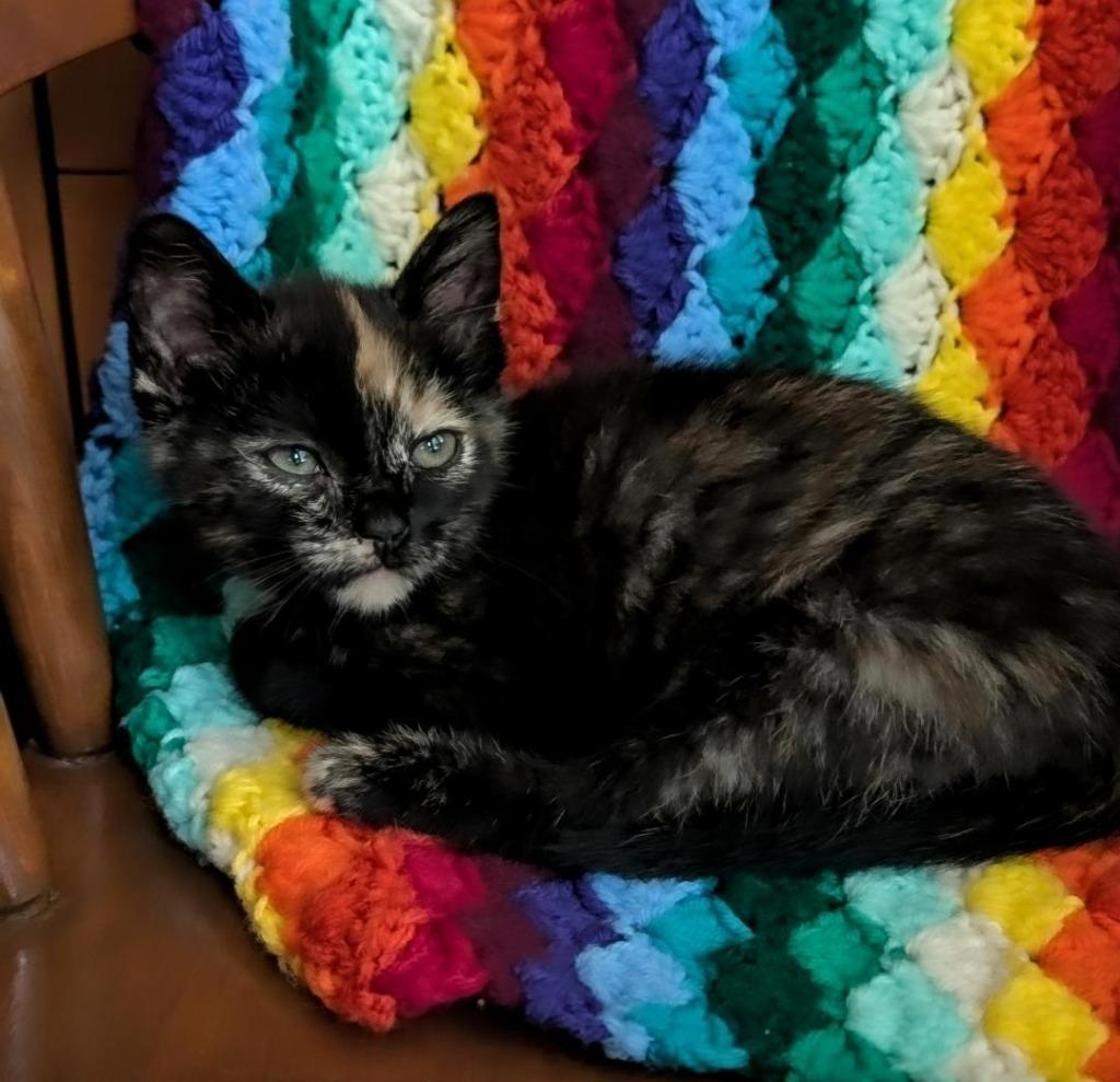Truffle, Adoptable, Kitten Female Domestic Short Hair.