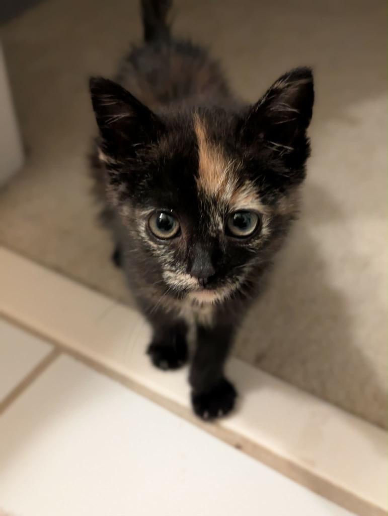 Enlarge Truffle, a Adoptable mixed breed in Newnan, GA image 2/2