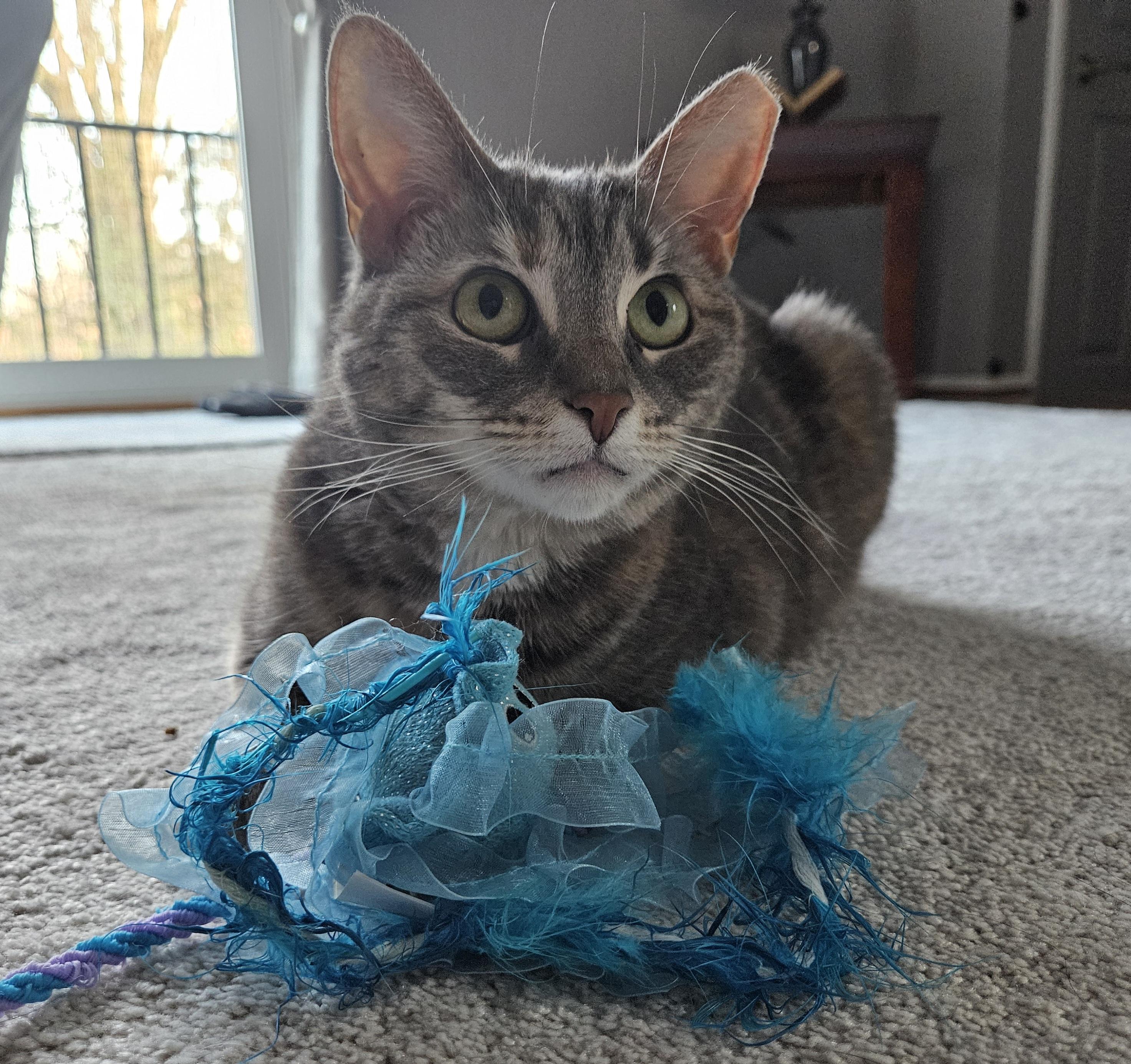 Valerie, Adoptable, Adult Female Tabby.