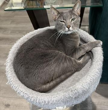 Vali-Portofino PetSmart