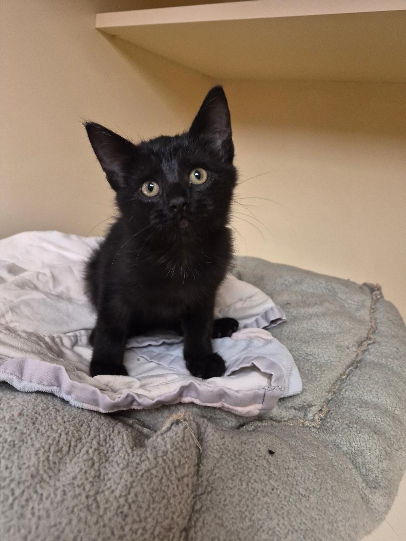 Enlarge Edgar, a Adopted Domestic Short Hair in Hays, KS image 1/6