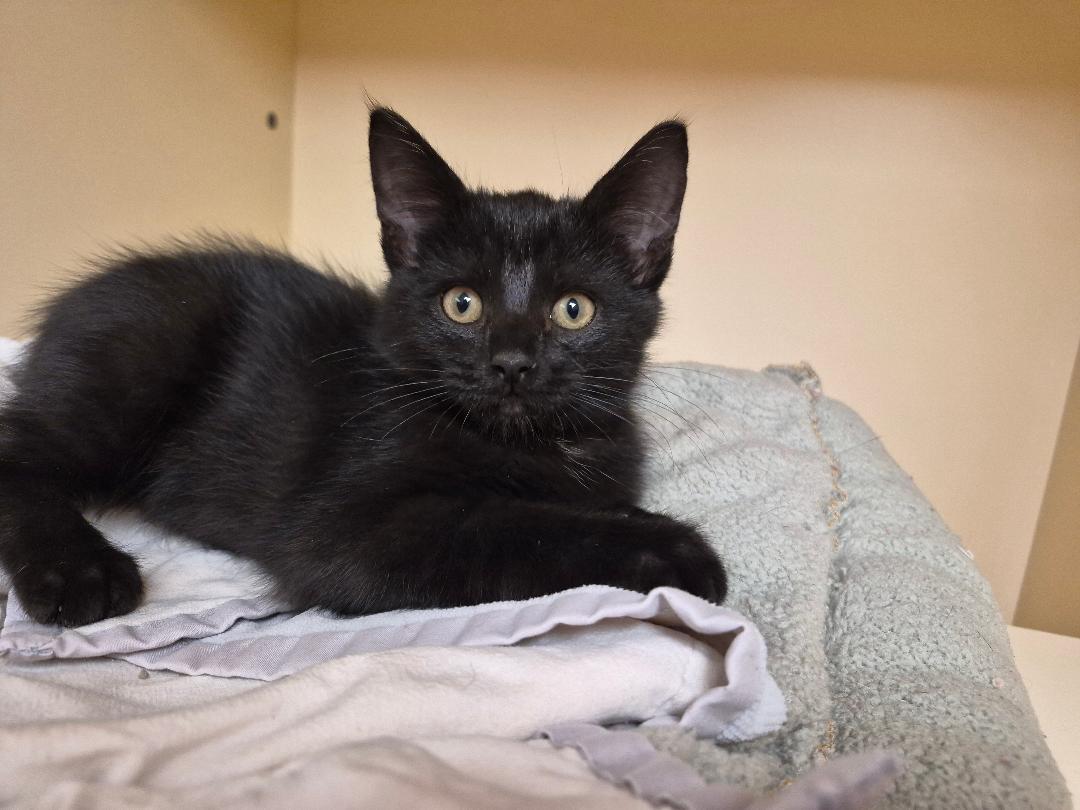 Enlarge Edgar, a Adopted Domestic Short Hair in Hays, KS image 2/6