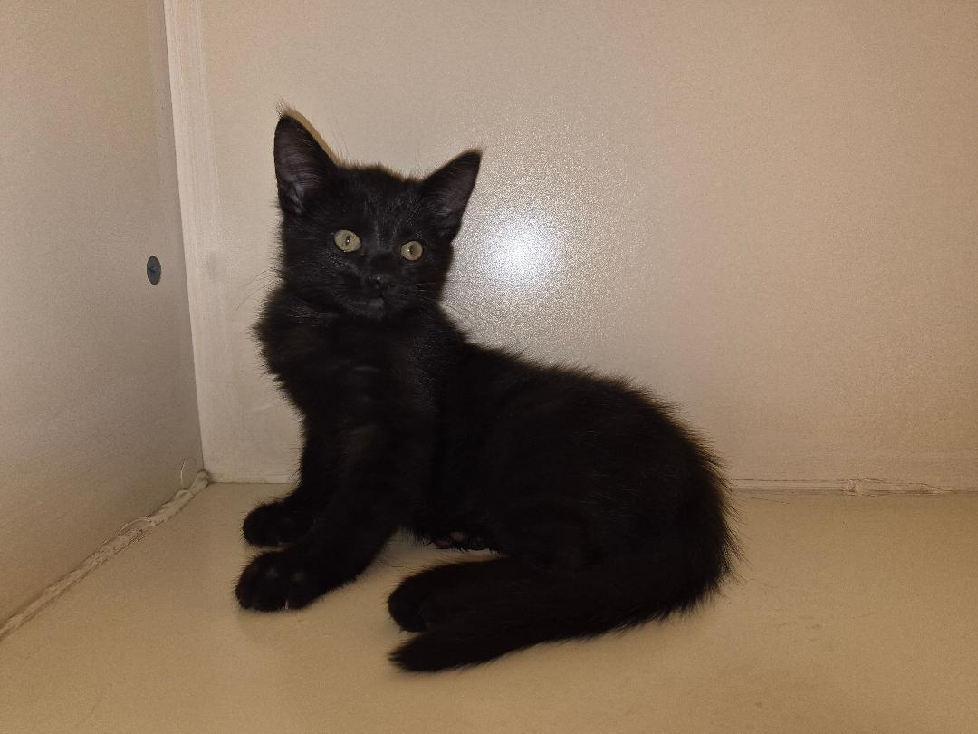Enlarge Edgar, a Adopted Domestic Short Hair in Hays, KS image 3/6