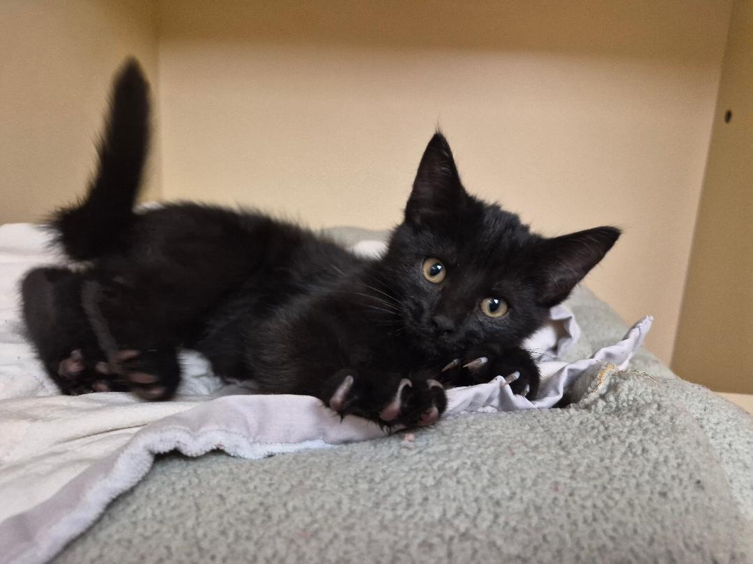 Enlarge Edgar, a Adopted Domestic Short Hair in Hays, KS image 6/6