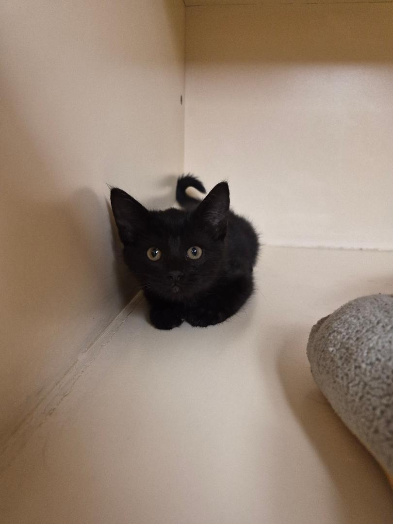 Enlarge Edgar, a Adopted Domestic Short Hair in Hays, KS image 5/6