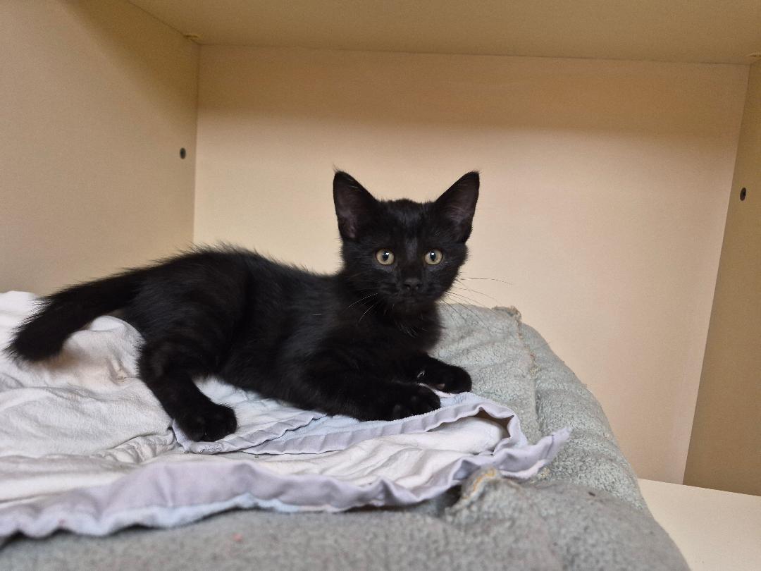 Enlarge Edgar, a Adopted Domestic Short Hair in Hays, KS image 4/6