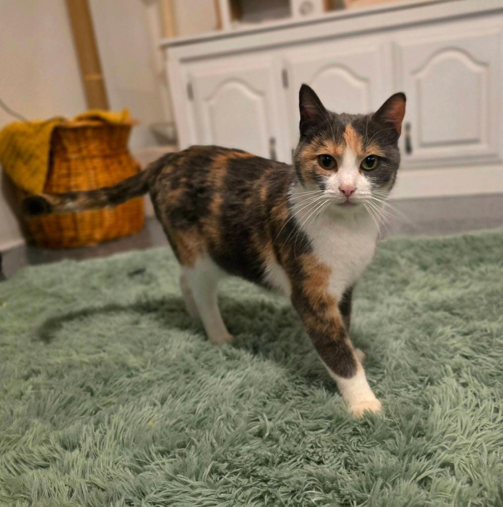 Juno, Adoptable, Young Female Calico.