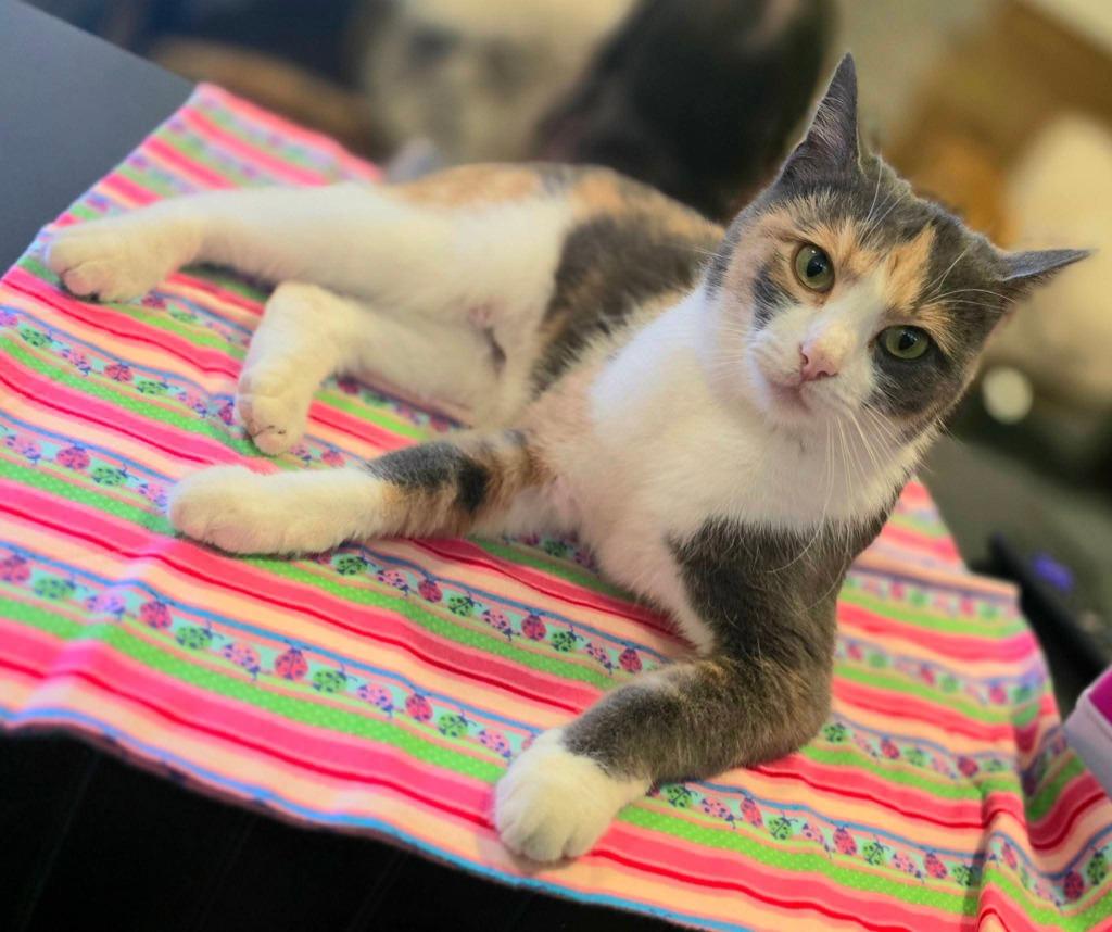 Enlarge Juno, a Adoptable Calico in Miami, OK image 2/4