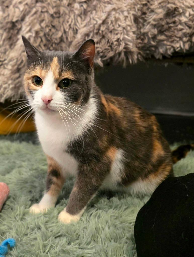 Enlarge Juno, a Adoptable Calico in Miami, OK image 3/4