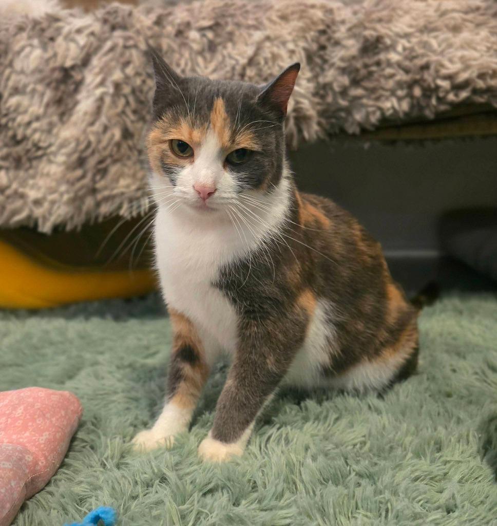 Enlarge Juno, a Adoptable Calico in Miami, OK image 4/4