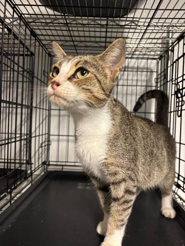 Saylor, Adoptable, Young Female Domestic Short Hair.