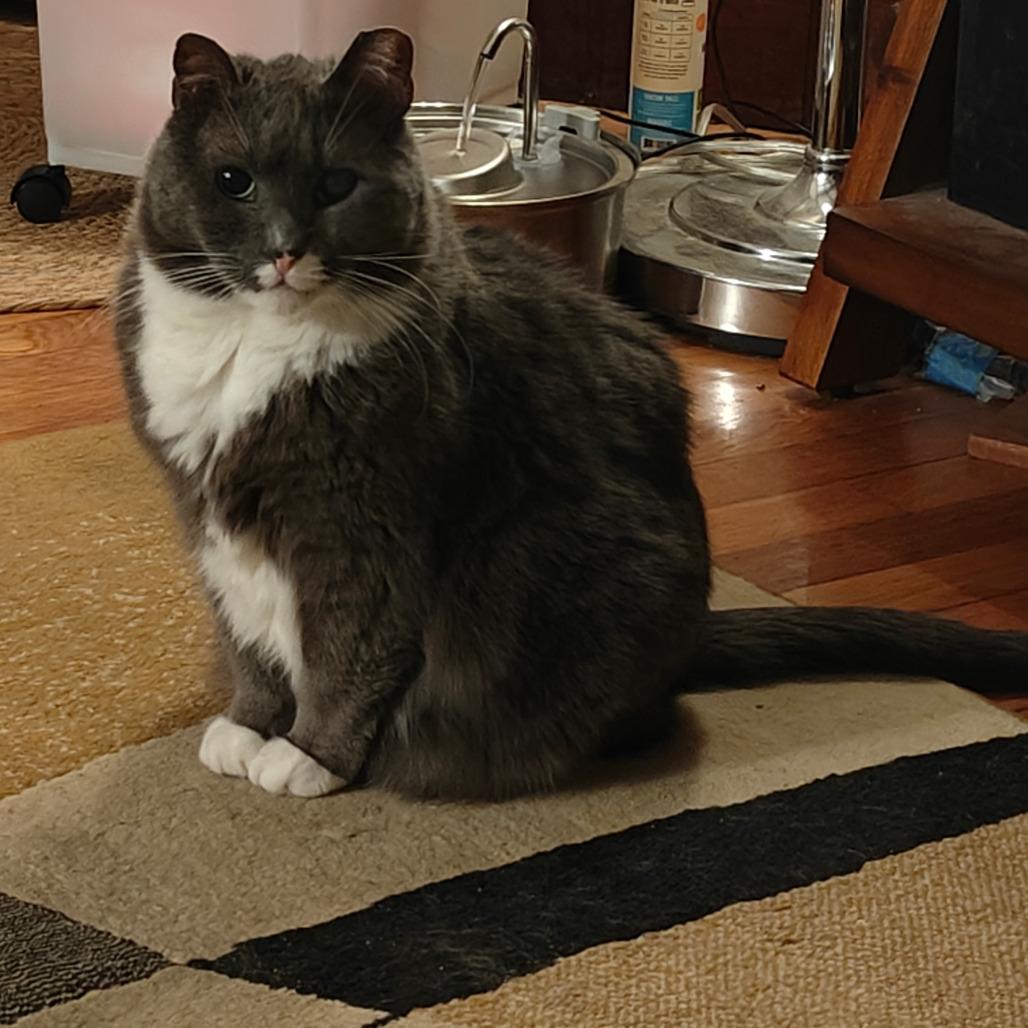 Biff, Adoptable, Adult Male Domestic Short Hair.